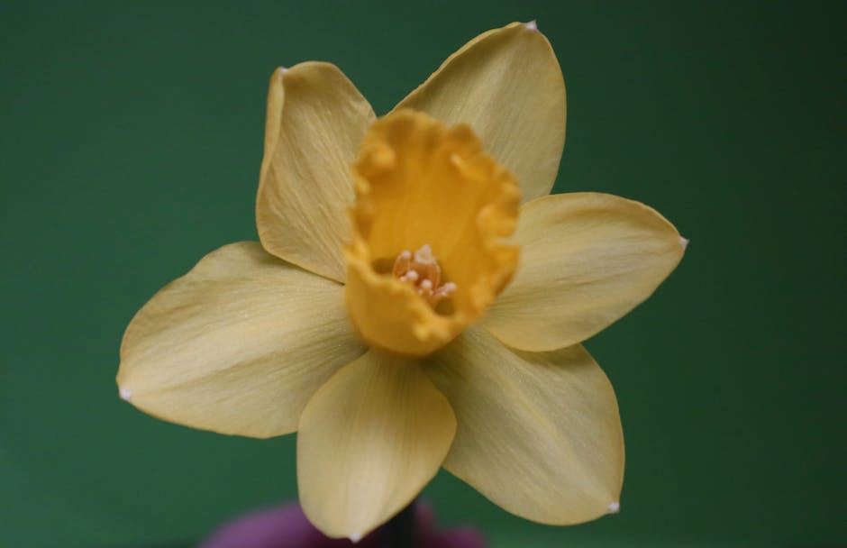 A close-up image of blooming daffodils in a garden