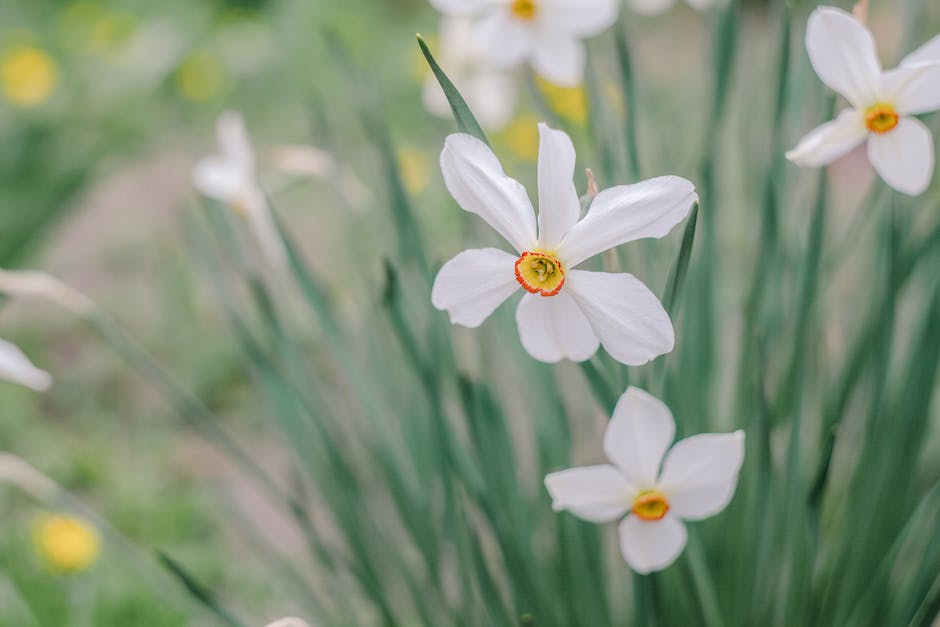 Image of vibrant yellow daffodils in a garden