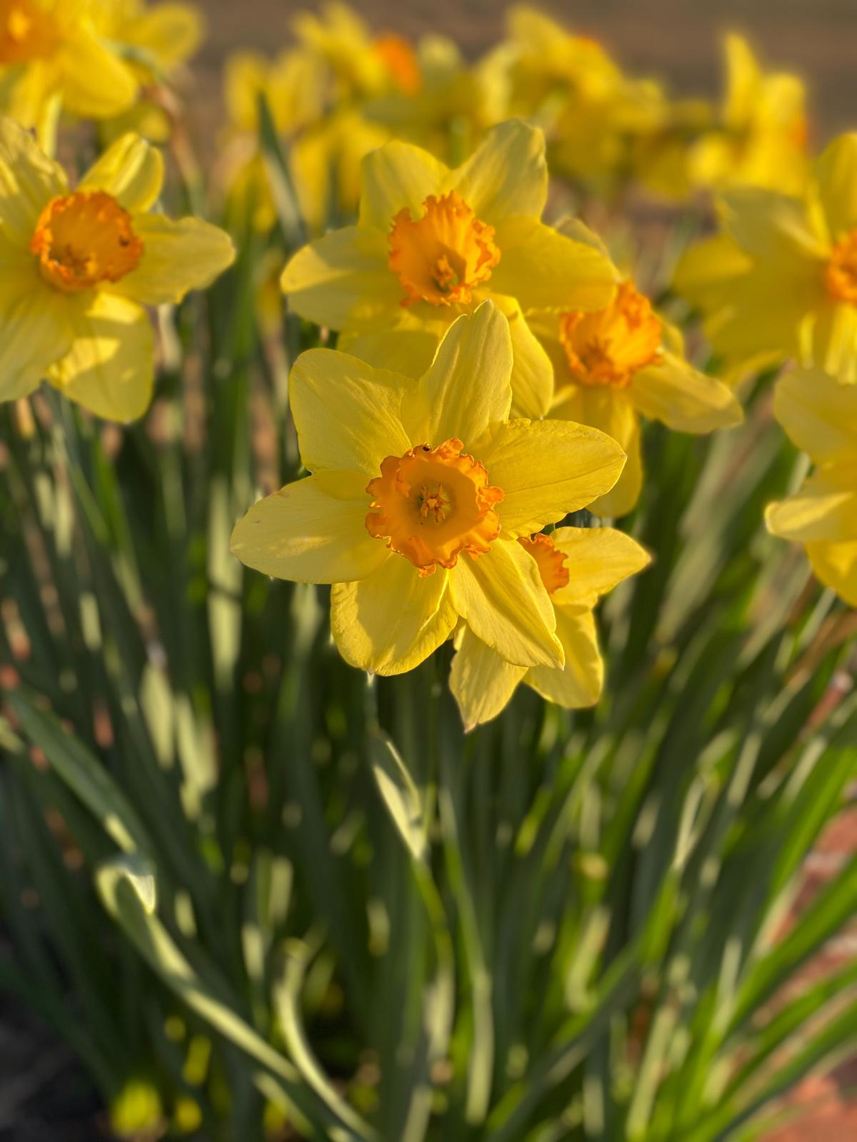 A vibrant field of daffodils in bloom, radiating bright yellow flowers in a garden setting.