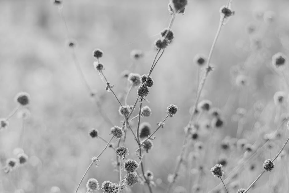 Image of a Dandelion plant with yellow flowers and clock-like seedheads, showing its distinctive characteristics.