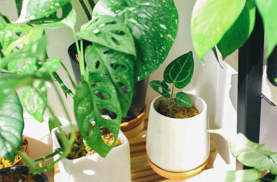 Image of green plants thriving in a windowless bathroom with dashes instead of spaces