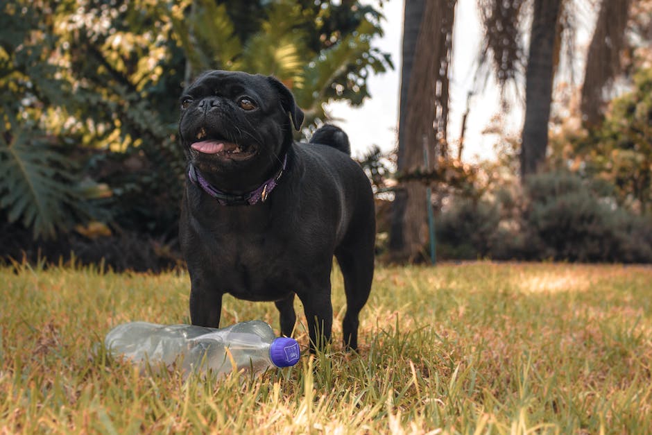 A bottle of dog repellent spray in a garden with a dog sniffing a flower nearby