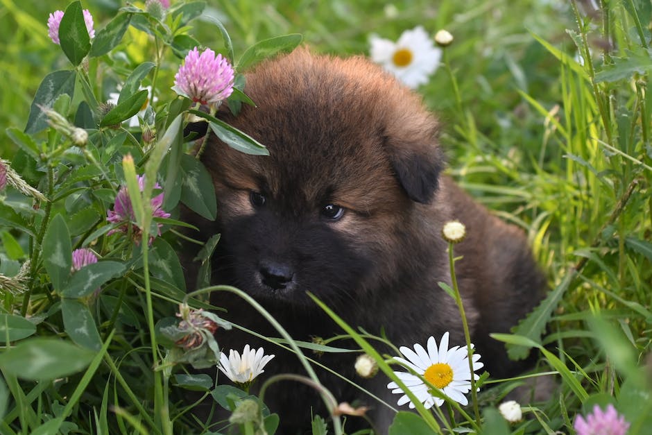 A dog sitting obediently in the garden surrounded by flowers, representing the success of training and preventing garden digging with the dog