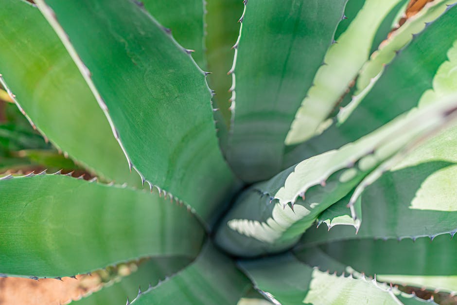 Image of a drooping Aloe Vera plant, illustrating its appearance when it is sagging due to various factors