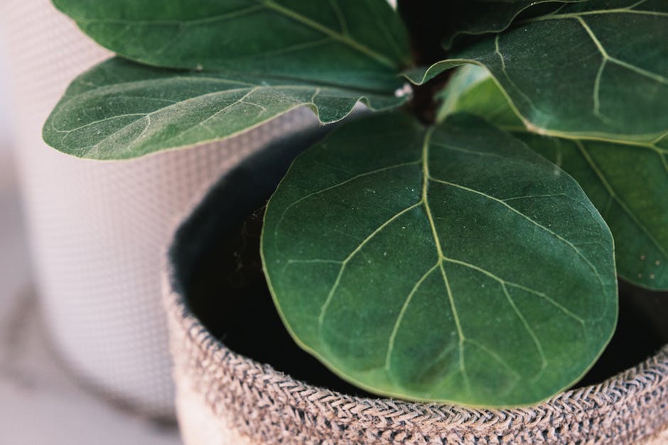 A healthy and lush Fiddle Leaf Fig plant in a modern living room setting
