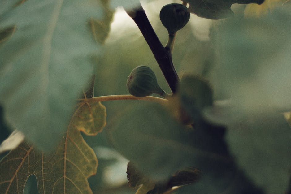 A healthy fig tree with bountiful fruits