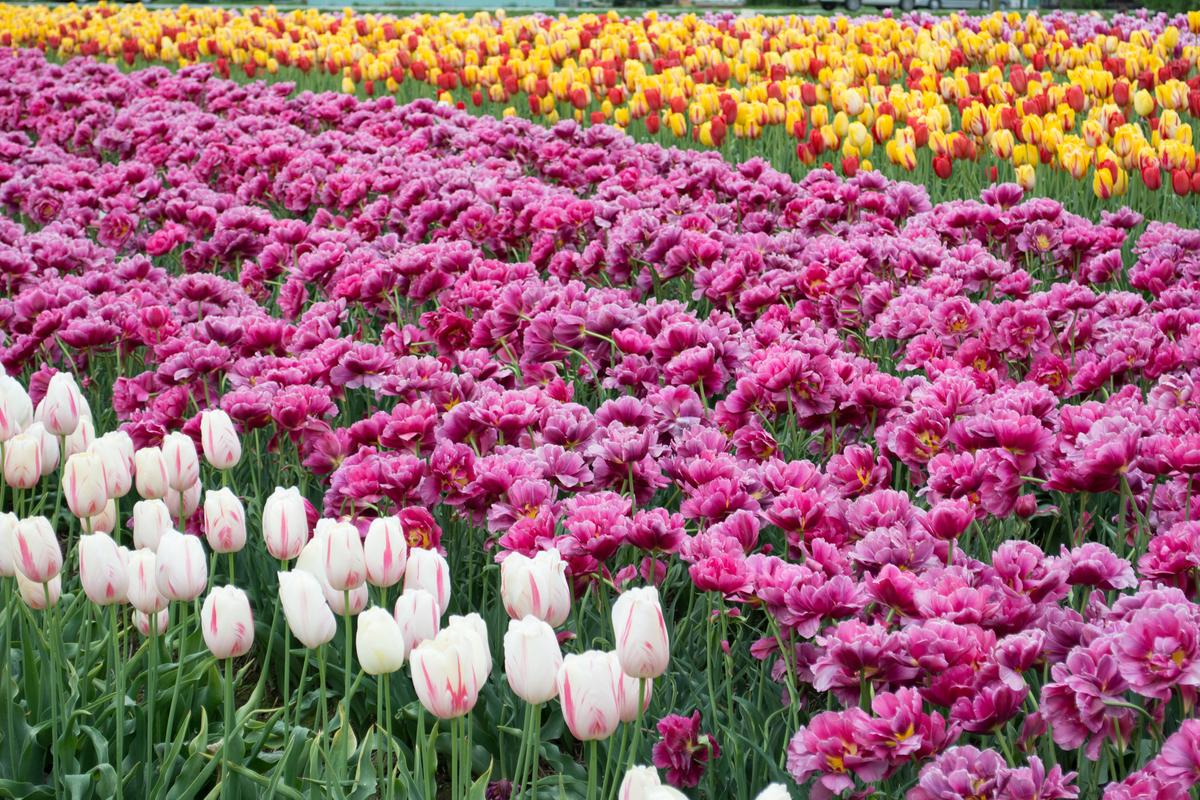 A colorful flower bed with a variety of blooms, creating a vibrant and lively display.