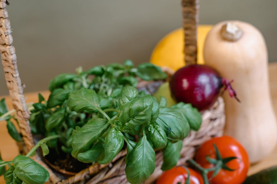 Fresh basil leaves, vibrant and green, ready to be harvested