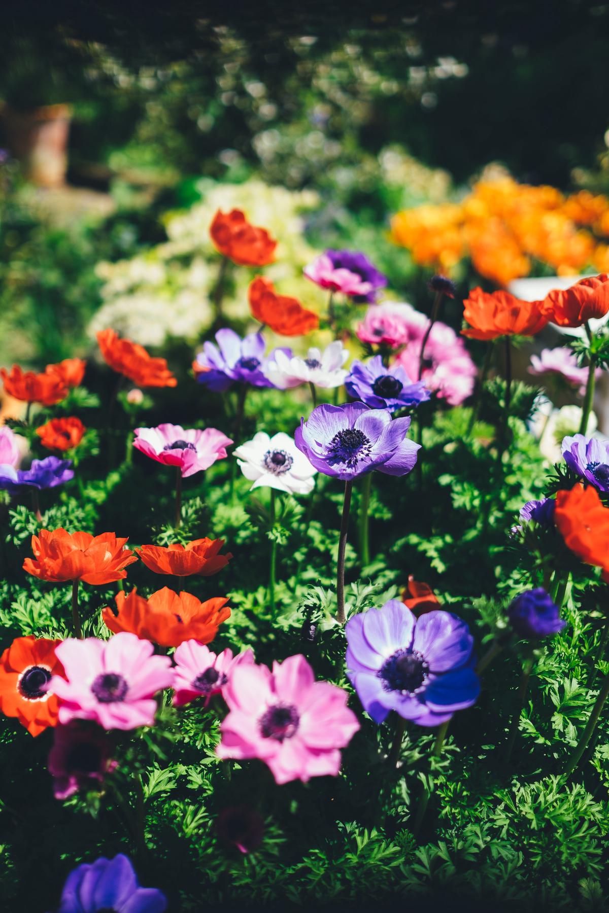 A colorful garden with blooming flowers and vibrant green plants.