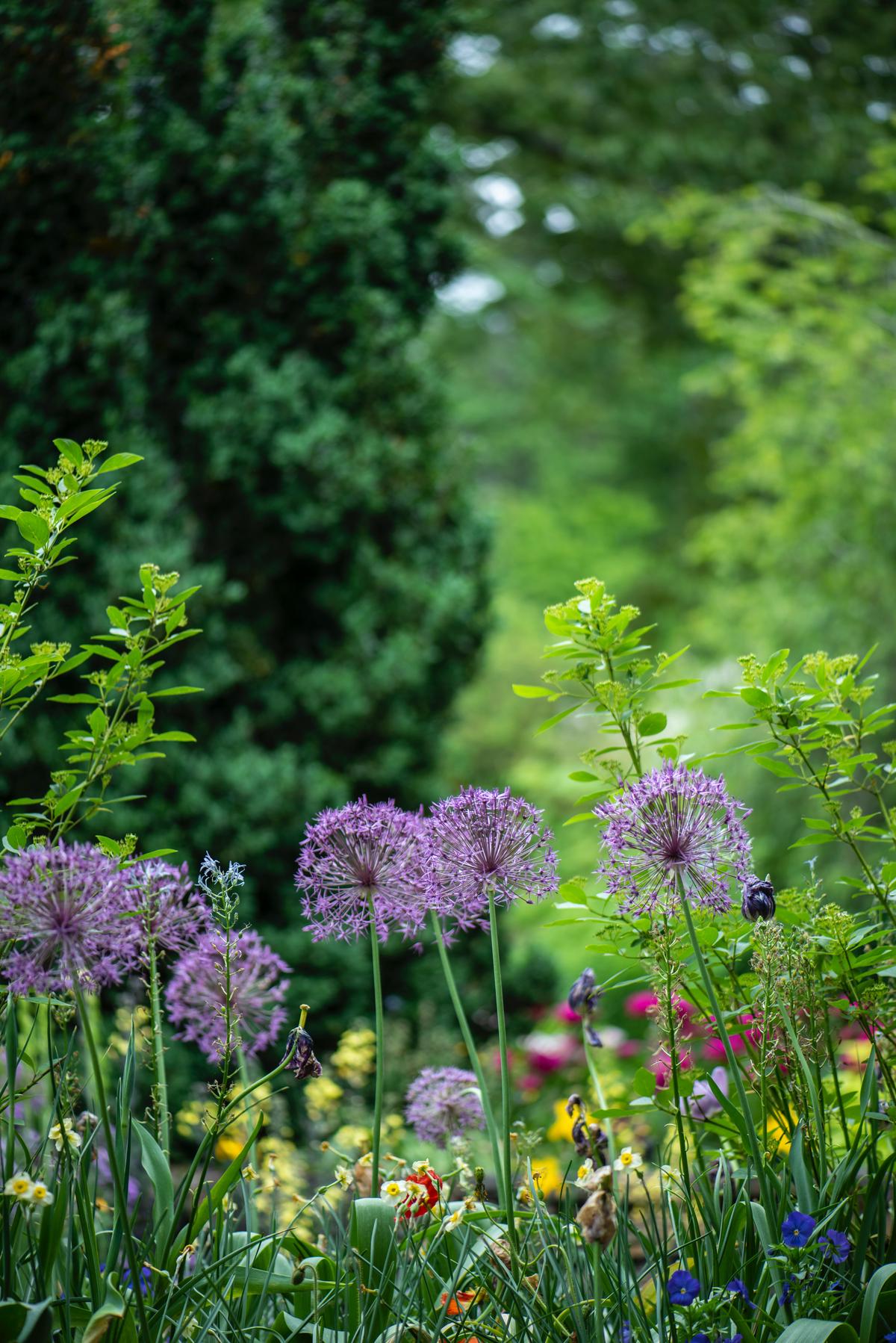 Image description: A person tending to a garden with colorful flowers in full bloom.