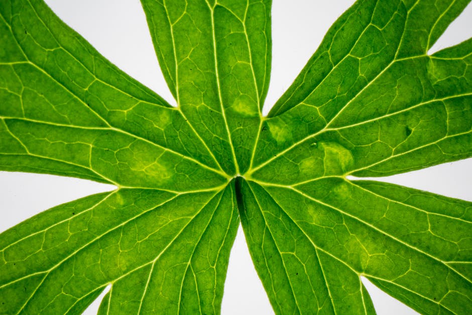 Image of a healthy geranium leaf