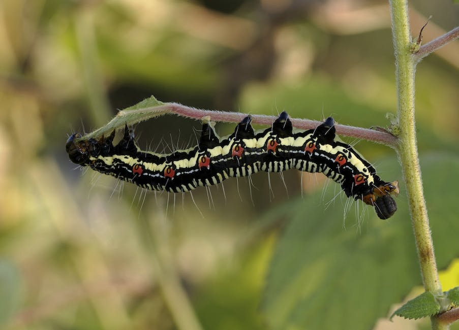 Image of a budworm caterpillar on a geranium plant