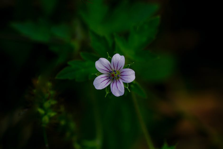 A close-up image of a healthy geranium plant with blooming flowers and vibrant green leaves