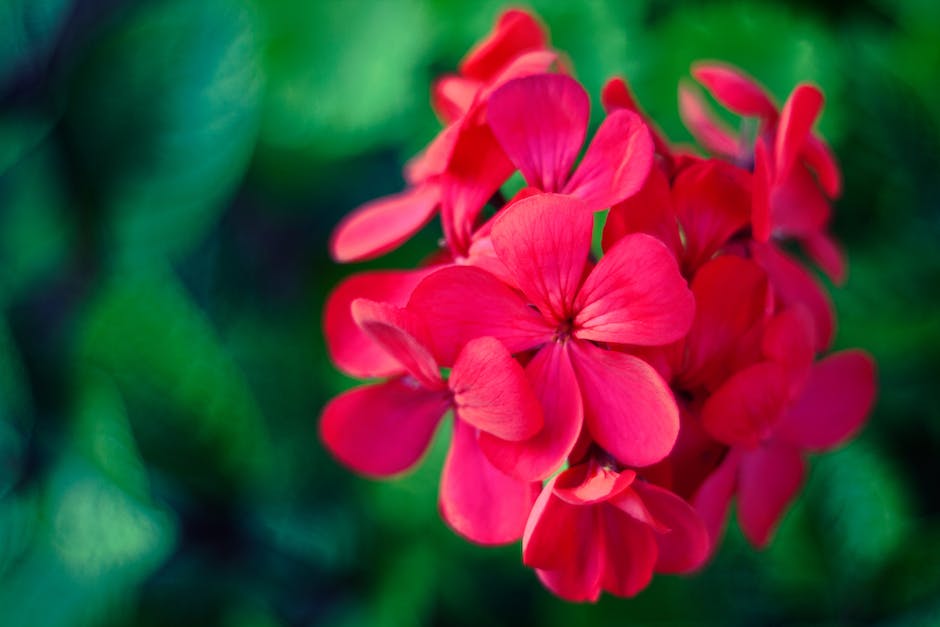 Image of healthy geraniums in bloom during winter