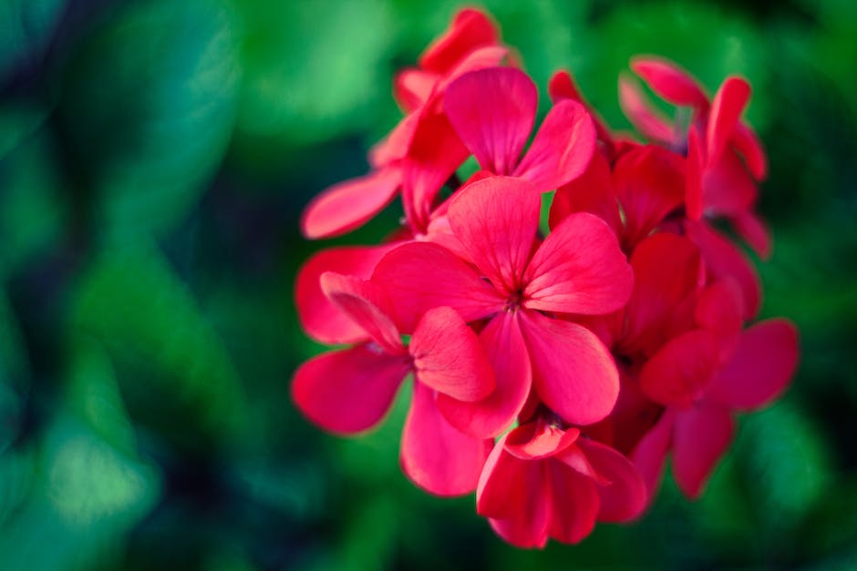 Image of well-maintained geraniums during the winter, showing healthy foliage and vibrant colors.