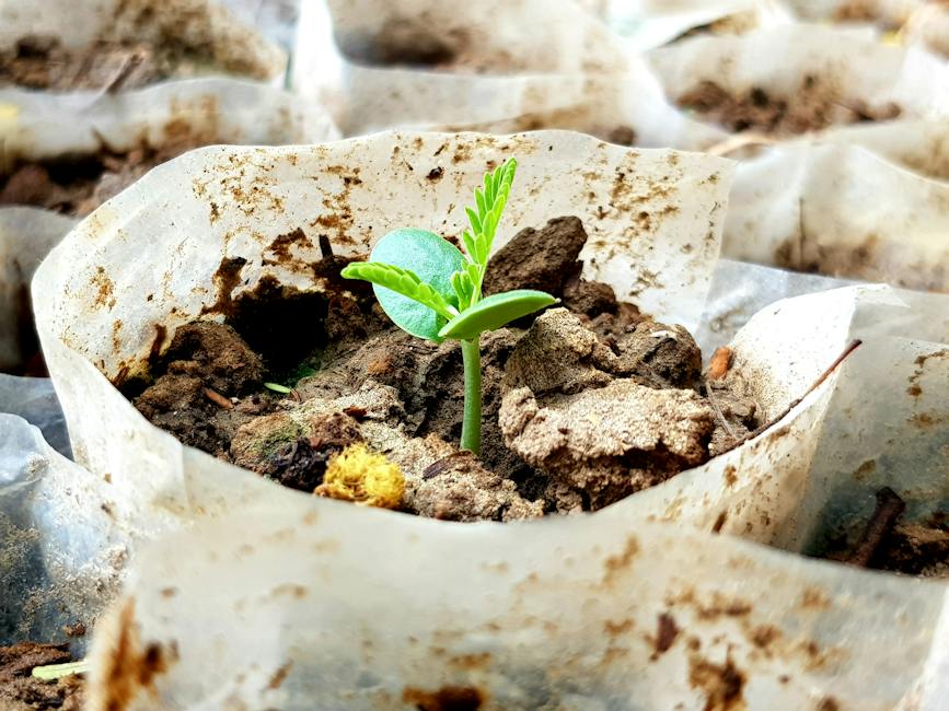 Illustration of a seed sprouting with roots and leaves emerging