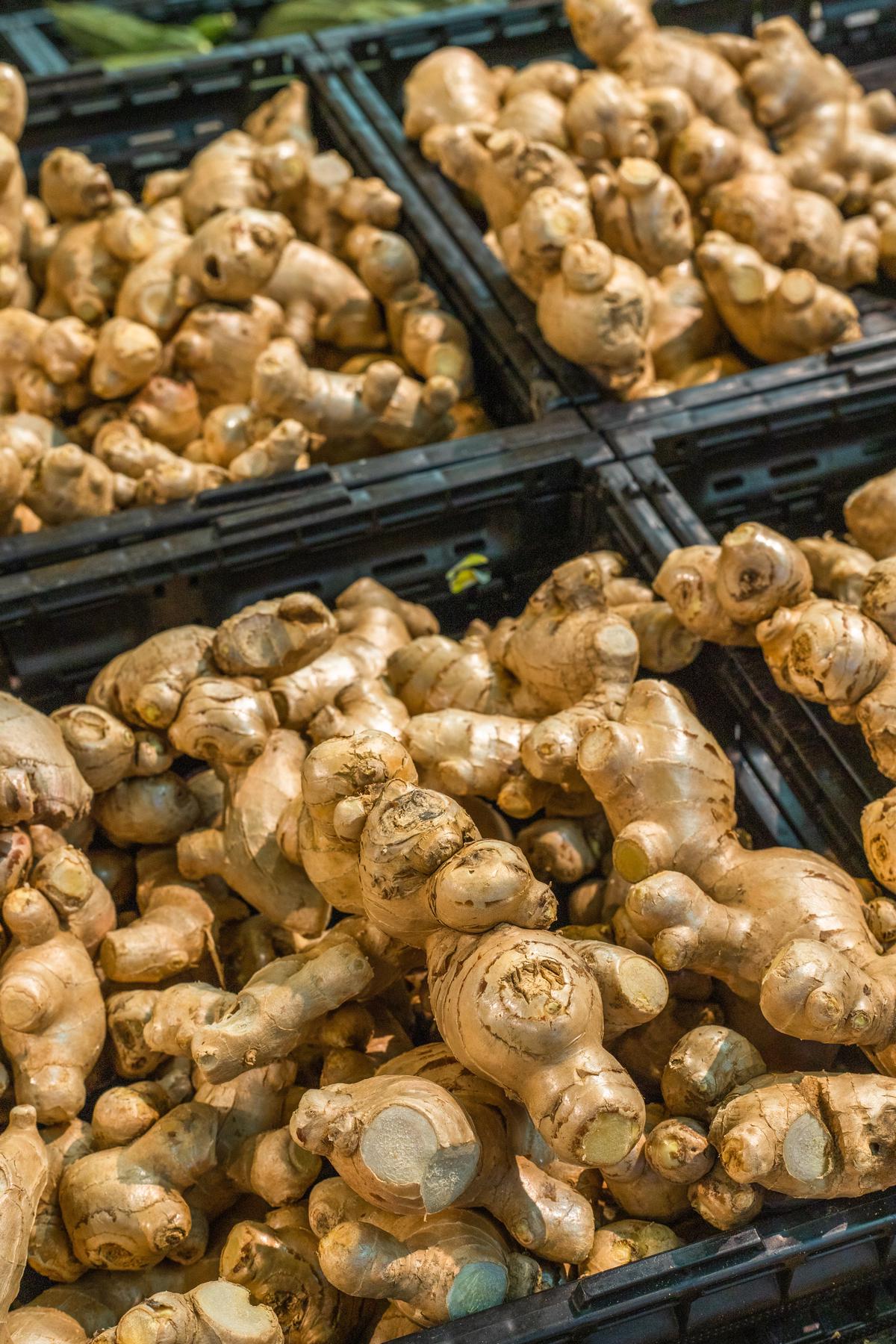 An image of a ginger plant with lush green leaves and vibrant ginger rhizomes sprouting from the soil.