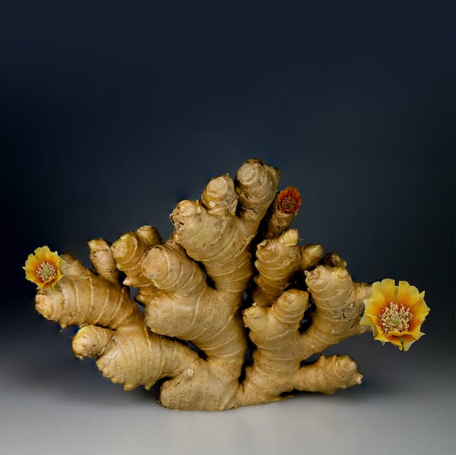 Image of freshly harvested ginger plants with leaves starting to die back, indicating the optimum harvest time