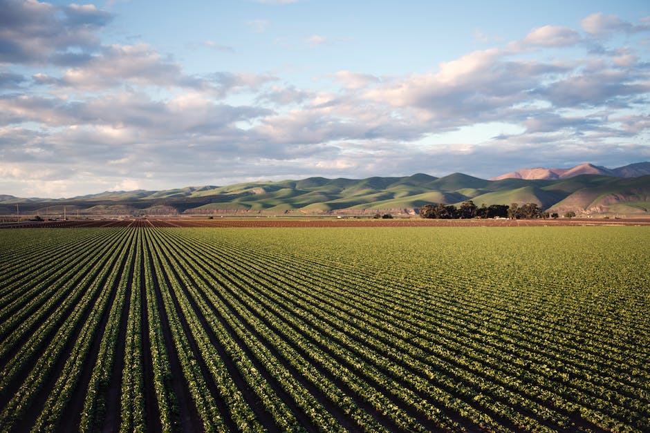 A landscape with wilted plants and barren soil, representing the potential consequences of long-term glyphosate presence in the soil.