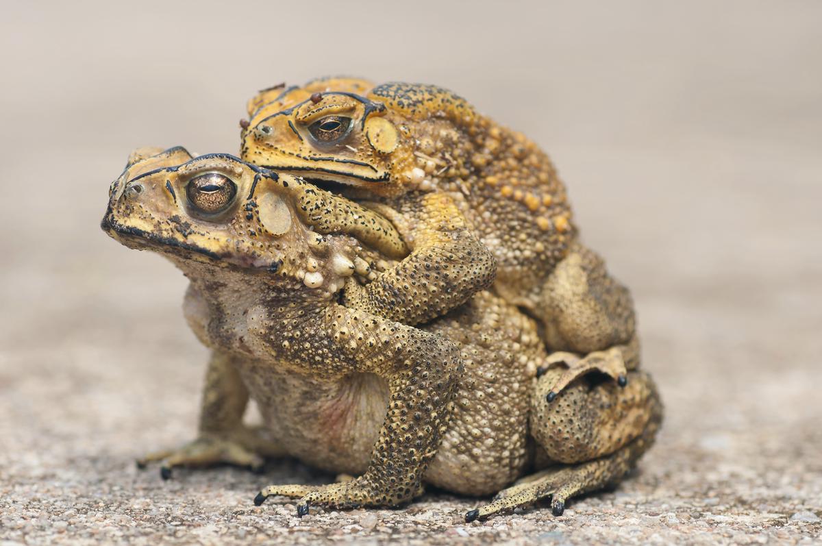 Image description: Illustration of a toad with crossed-out symbol indicating deterrence.