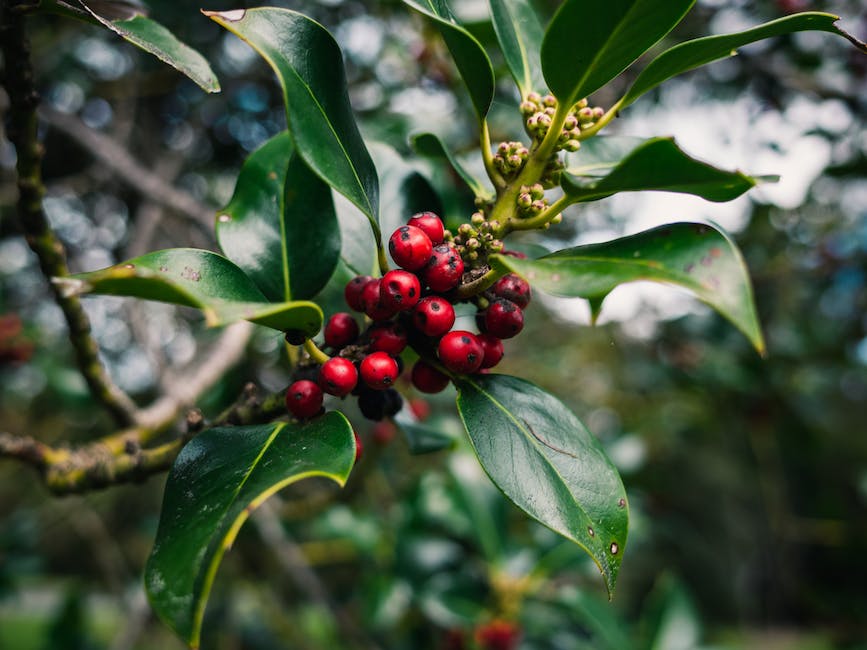 Image of a person trimming a holly bush with pruning shears