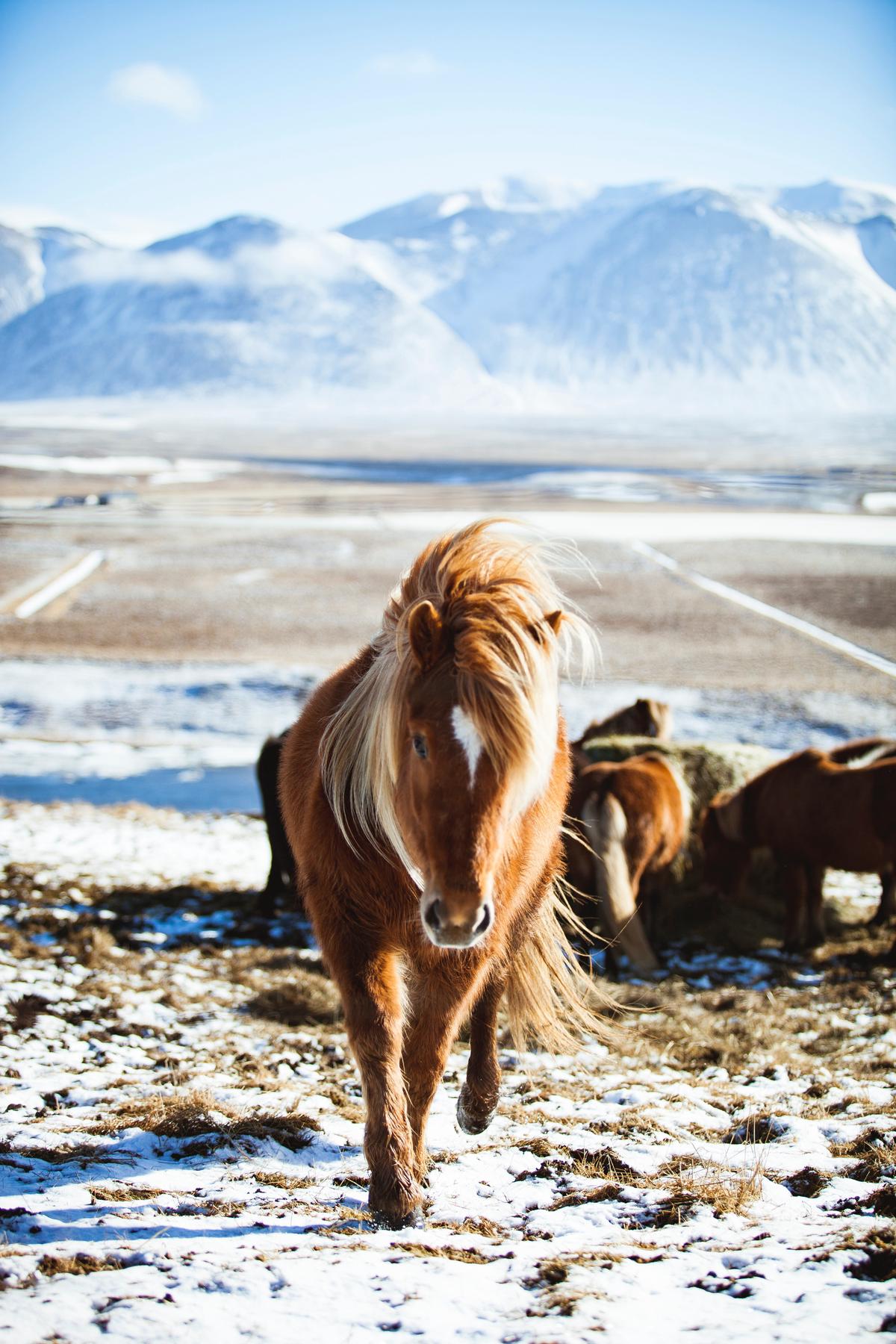 Image illustrating the potential risks of using raw horse manure, such as weed seeds and pathogens, and the importance of proper composting to mitigate them.