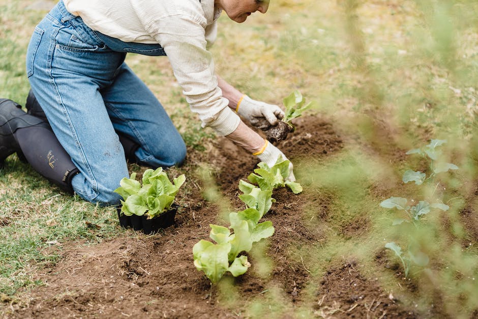 Image illustrating the process of selecting and preparing a tree branch for planting, including pruning, applying rooting hormone, planting, and maintaining humidity.