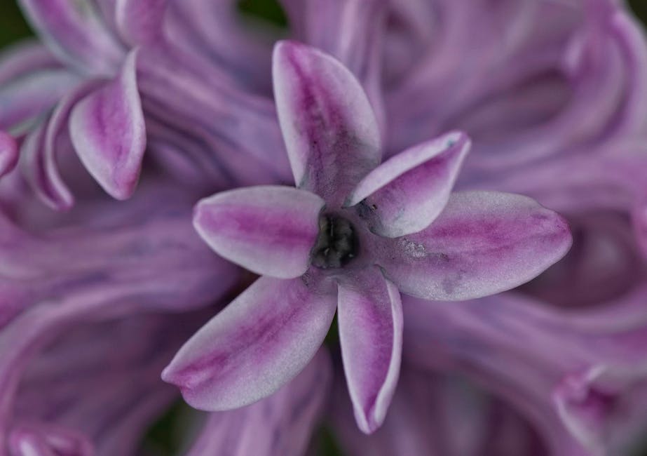 Image description: A close-up of vibrant hyacinth flowers in various colors.