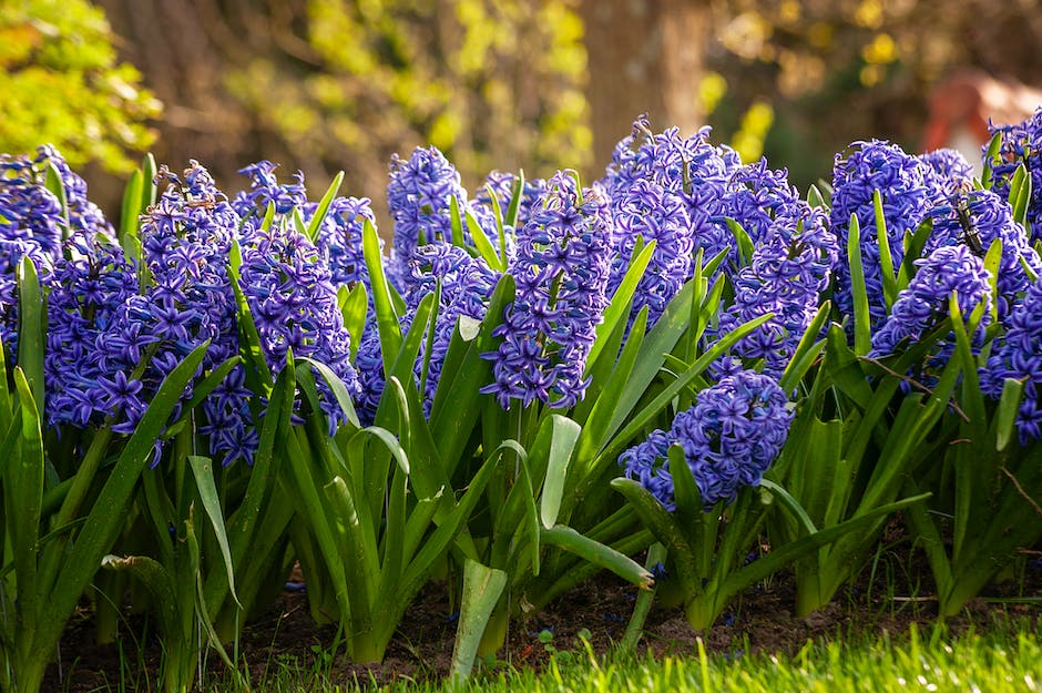 An image of hyacinths blooming in a garden.