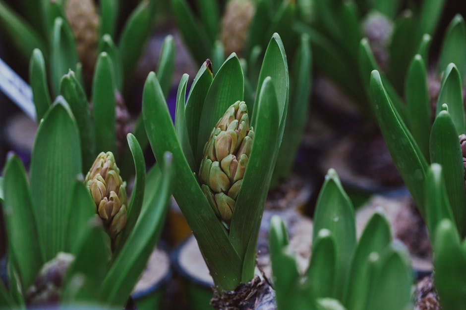A visual representation of the life cycle of hyacinth bulbs, showcasing a blooming flower transitioning into ripening bulbs, and finally, dormant bulbs in the soil.