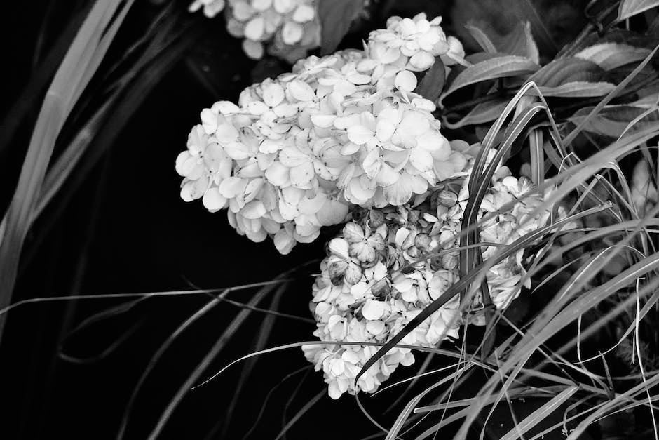 A beautiful image showcasing different varieties of hydrangeas, including bigleaf, panicle, smooth, oakleaf, climbing, and mountain hydrangeas, displaying their unique colors and flower shapes.
