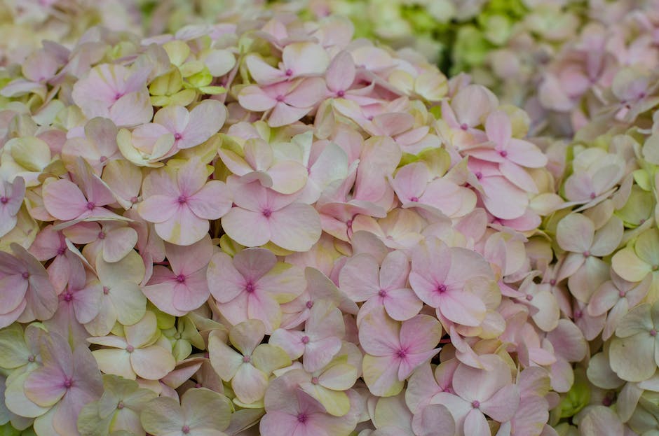 Image illustrating the beauty of hydrangea flowers in various colors and shapes