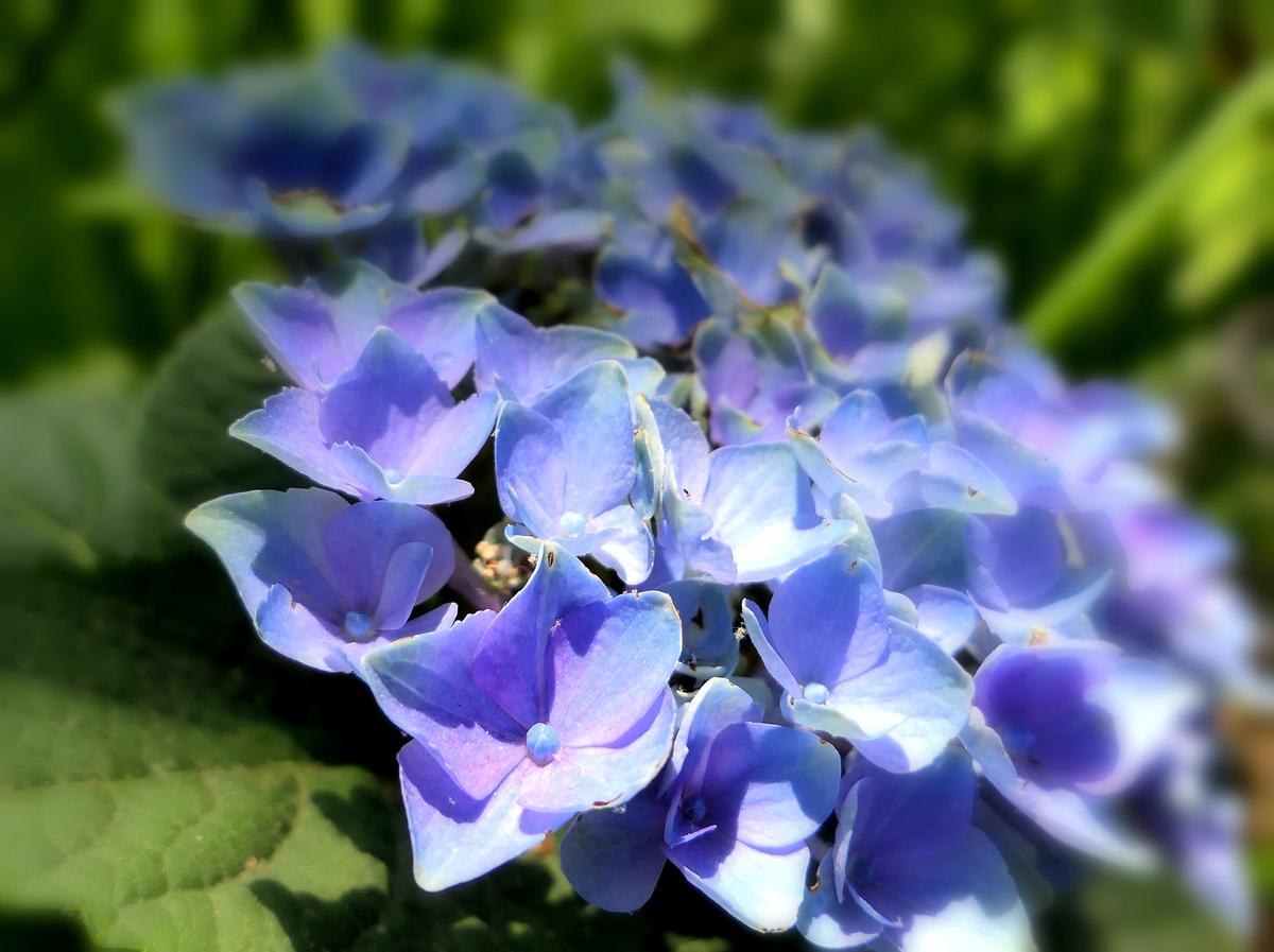 Image description: A close-up photograph of vibrant blue hydrangea blossoms covered in frost.