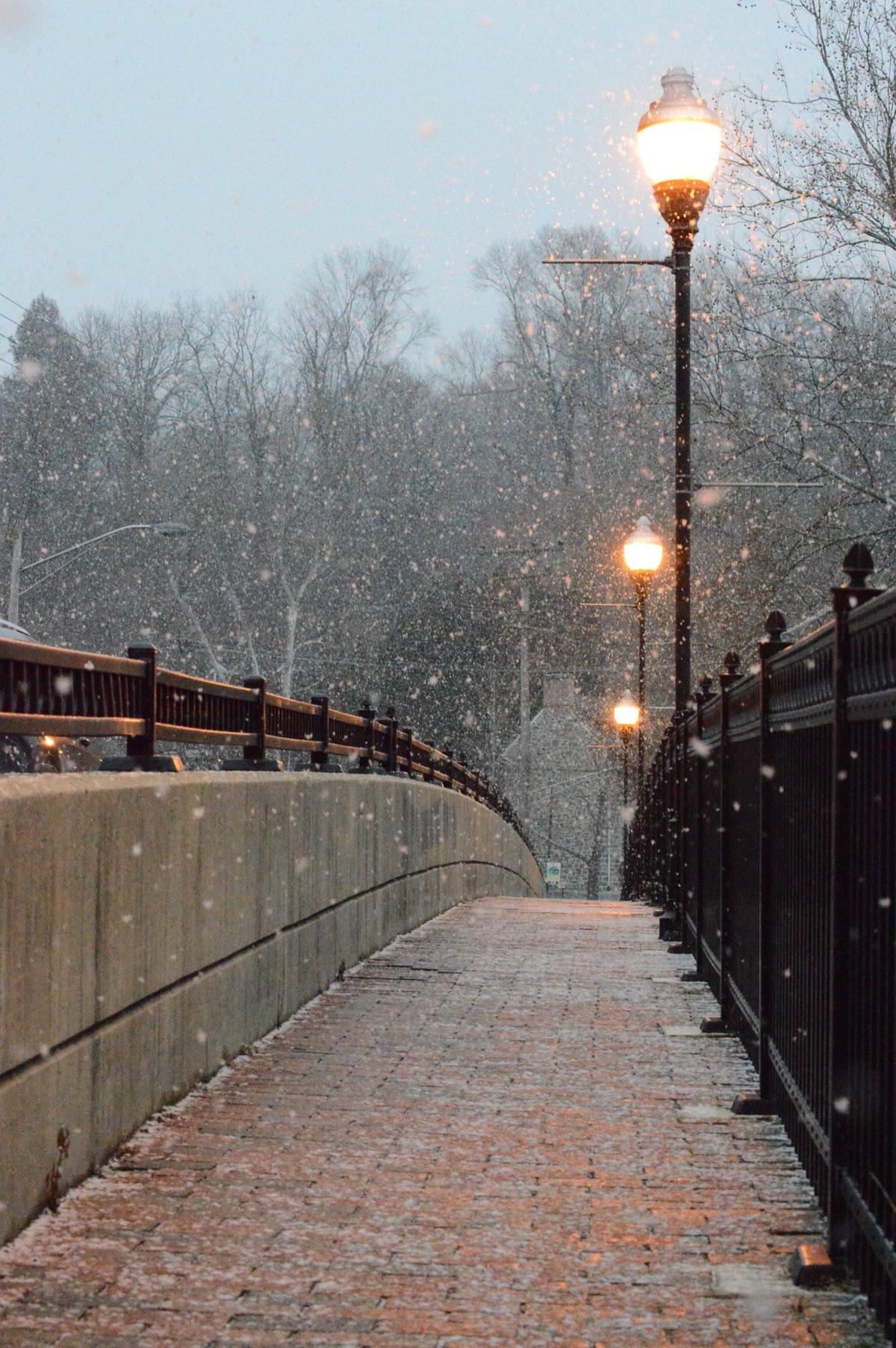 Image depicting the resilience and beauty of hydrangeas in winter