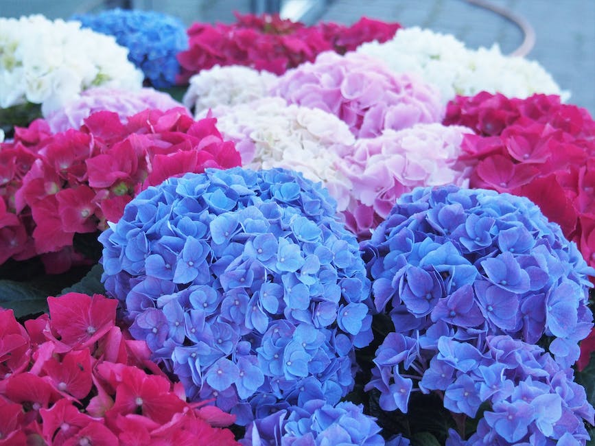 A colorful image of various types of hydrangeas with different shades of pink, blue, and white flowers.