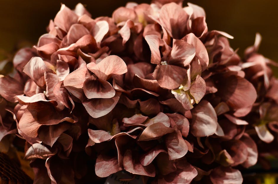 Close-up of hydrangea flower clusters in various colors, showcasing the spectacular color transformation of hydrangeas.