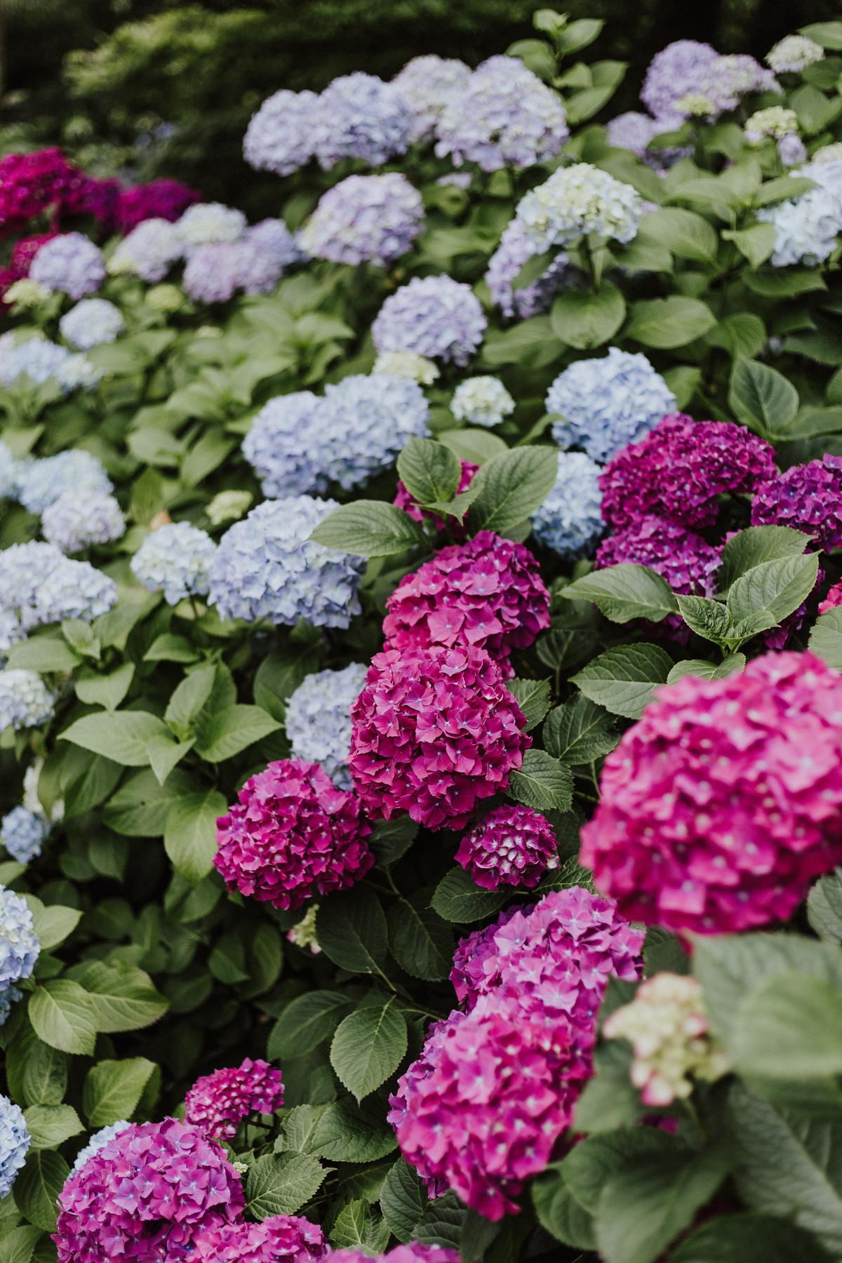 A beautiful image of pruned hydrangeas in a garden, showcasing various colors and blooms.