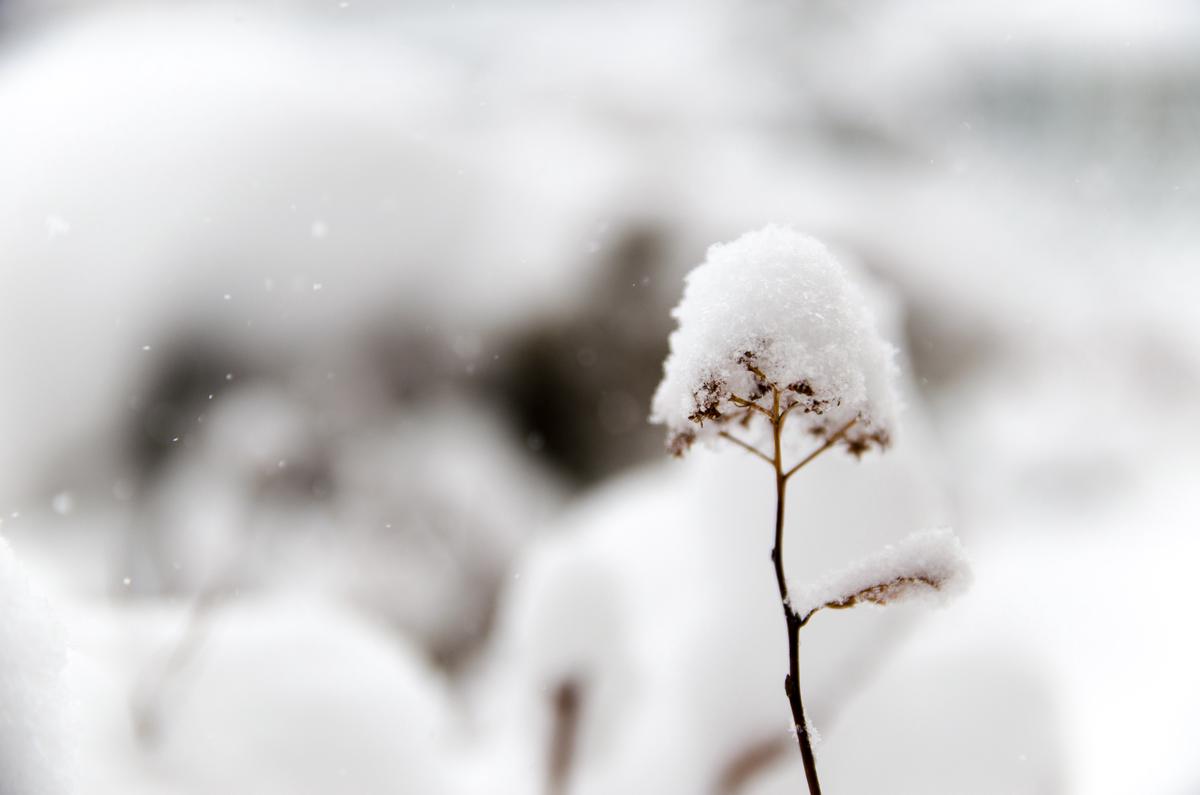 A close-up image of hydrangeas covered in snow during winter.