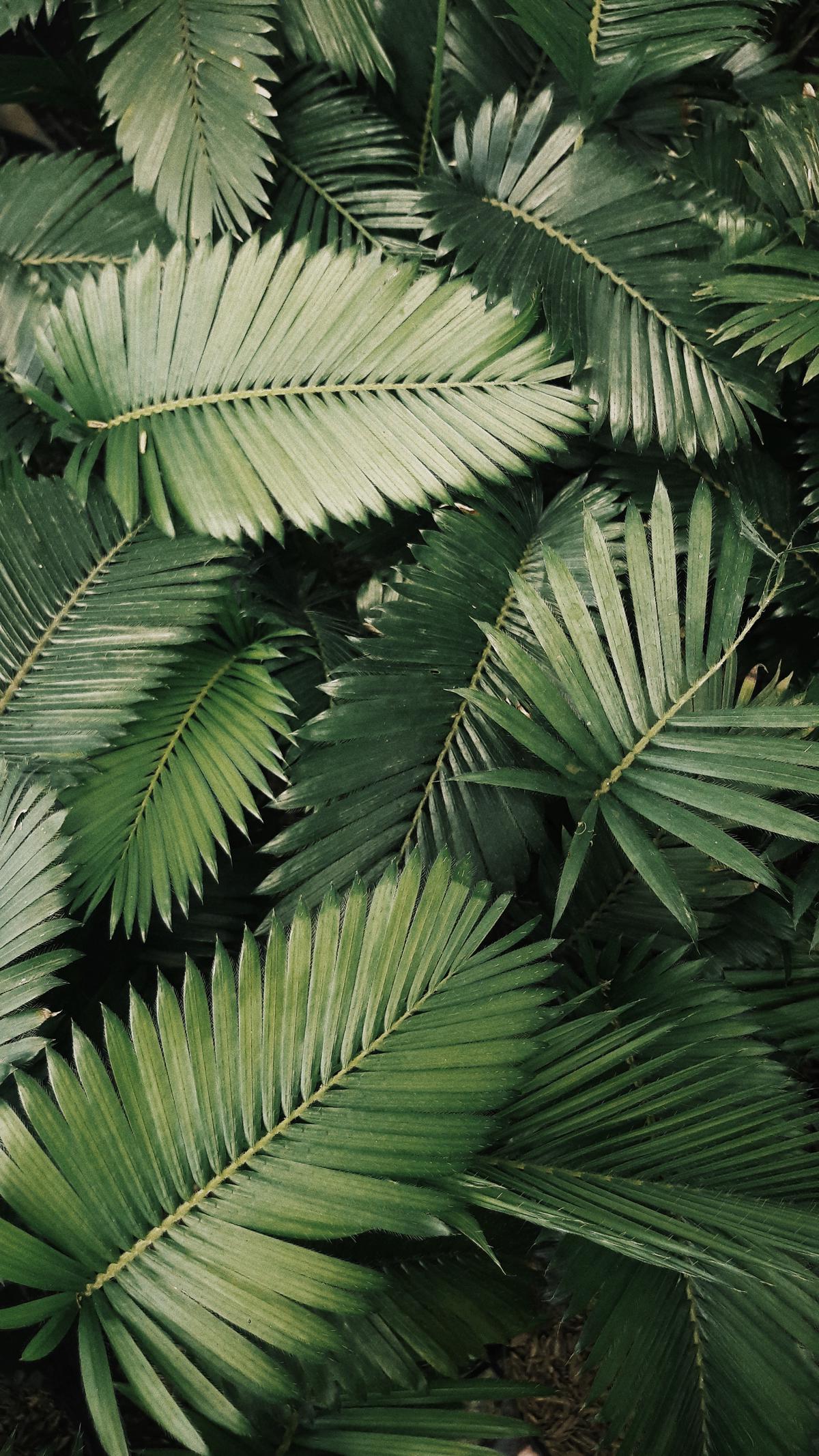 An image of a healthy indoor palm surrounded by vibrant green leaves.