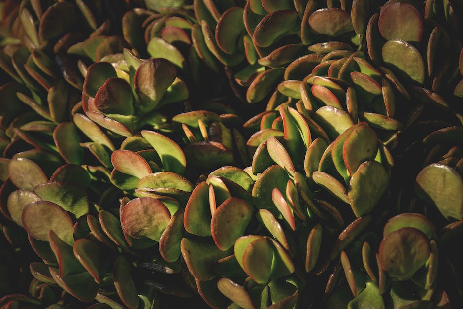 A close-up image of a jade plant showing its glossy, oval-shaped leaves and the small pink flowers blooming at the top.