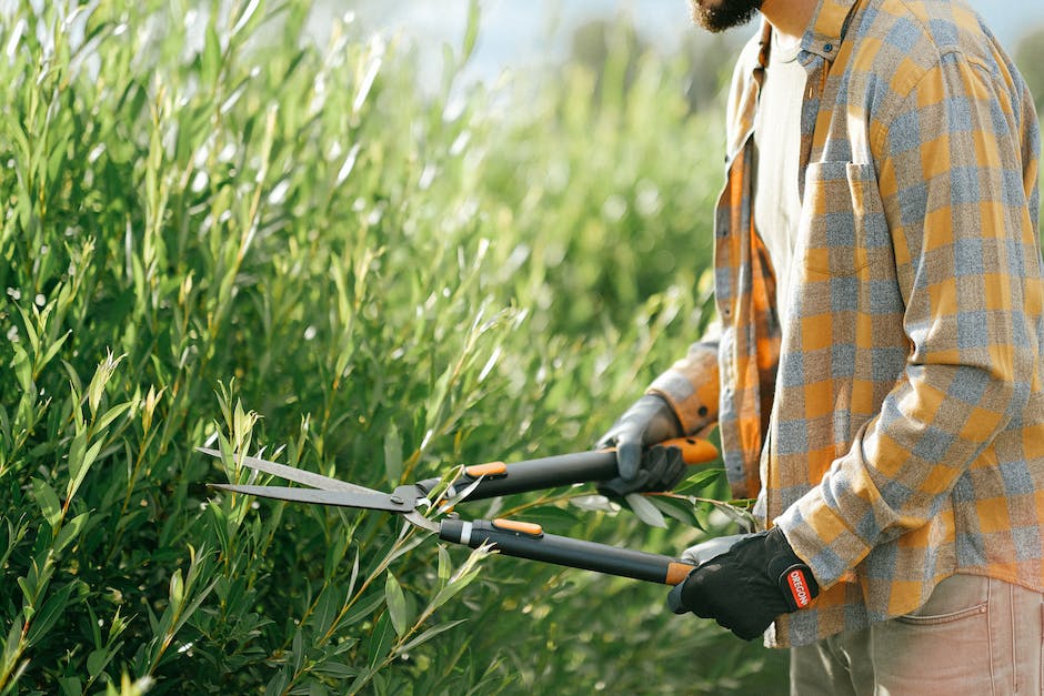 A person pruning a Jade plant with a pair of gardening shears