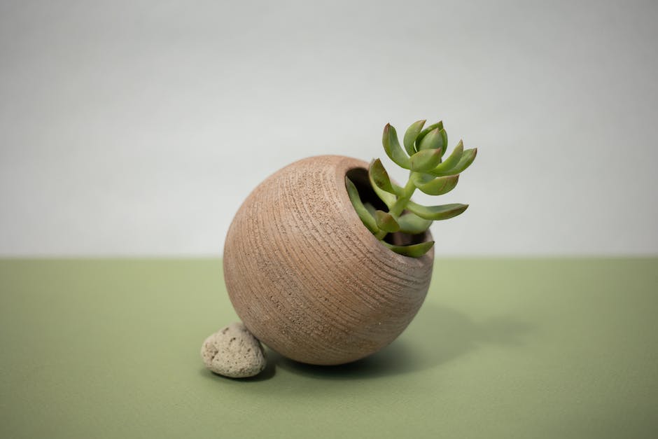 A jade plant sitting in a larger pot, surrounded by potting soil. The leaves are vibrant green and healthy.