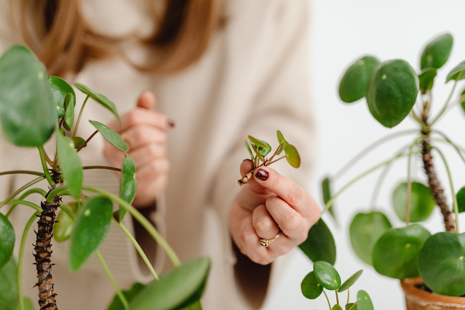 A jade plant cutting being planted in a pot, with a person's hands holding it, ready to be nestled into the soil.