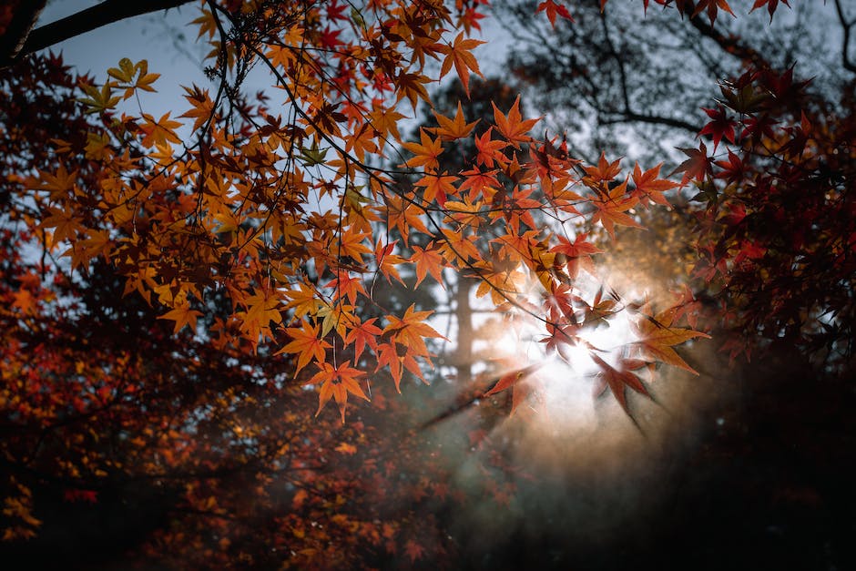 Image of small Japanese Maple seedlings