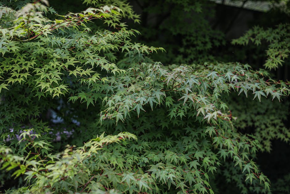 Image illustrating the process of planting and nurturing Japanese Maple seeds, showcasing a person holding a seedling with soil in the background.