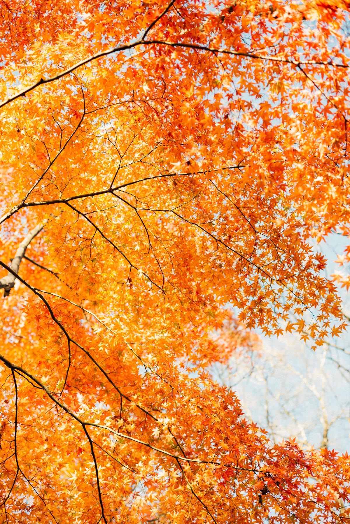 An image of a Japanese maple tree with vibrant red leaves in the fall