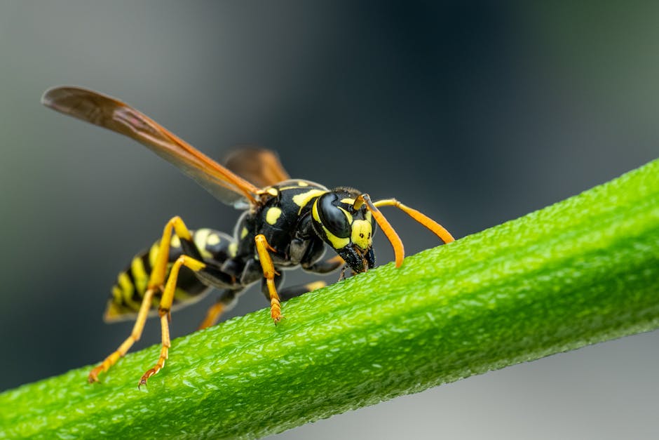 Image description: A close-up image of a June Bug, showcasing its vibrant coloration and distinct features.