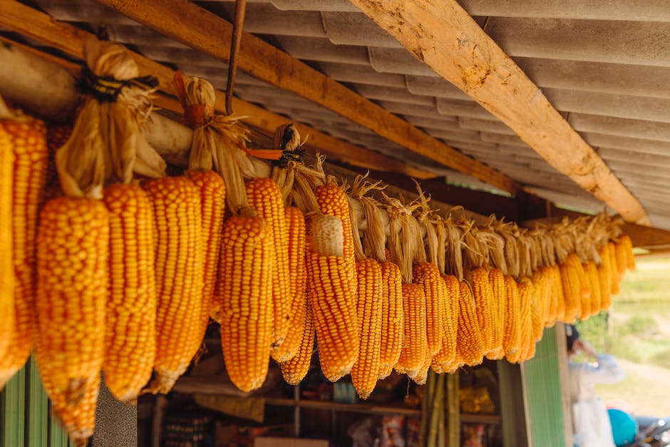 Image of a person inspecting corn kernels for the milk line test, with kernels in different stages of maturity.