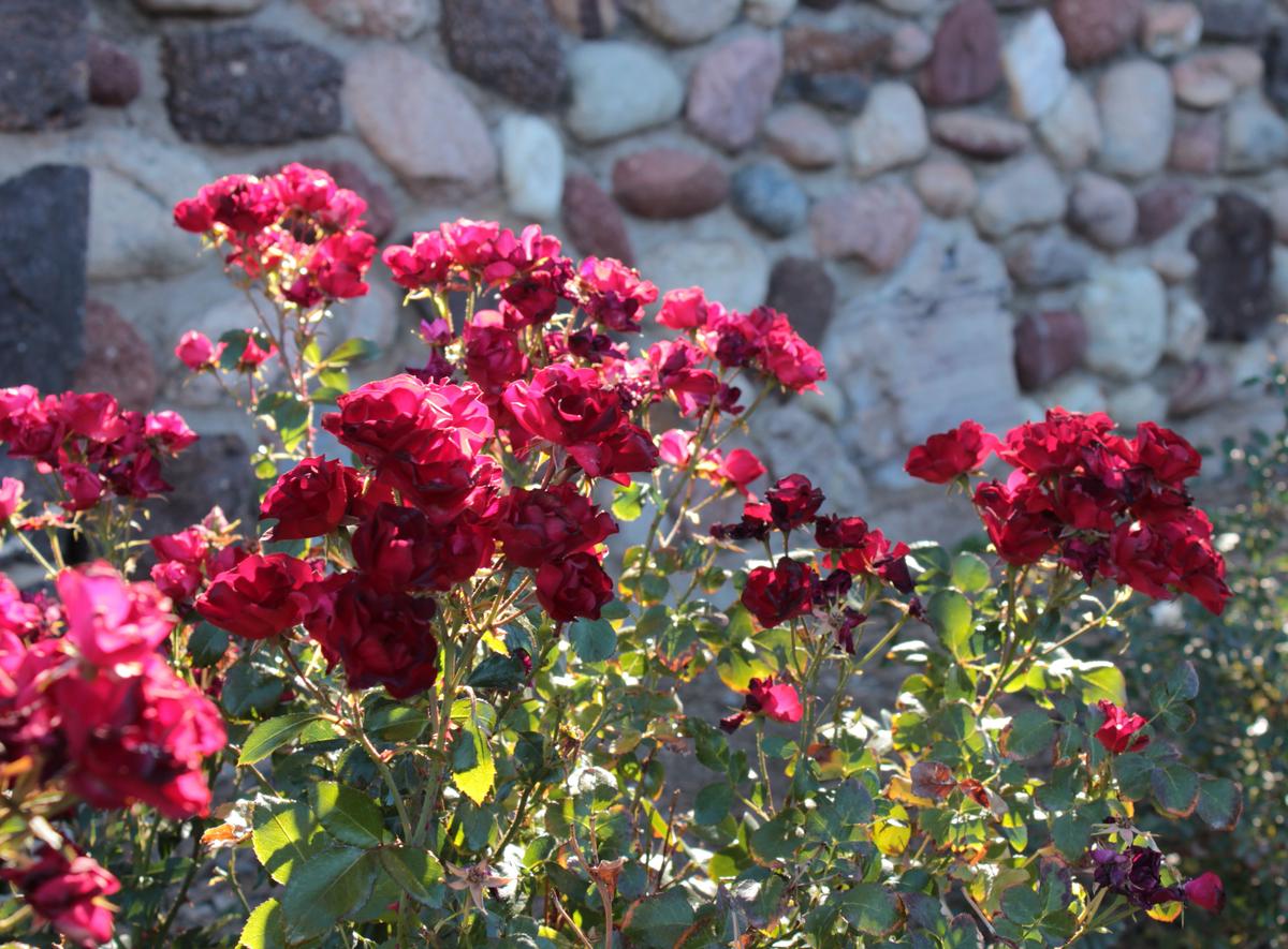 A gardener carefully pruning a Knock Out rose bush with shears