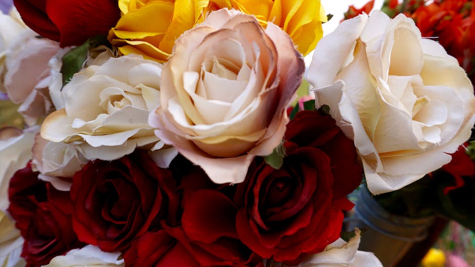 Image of a vibrant knockout rose bush with lush green leaves and colorful blooms.